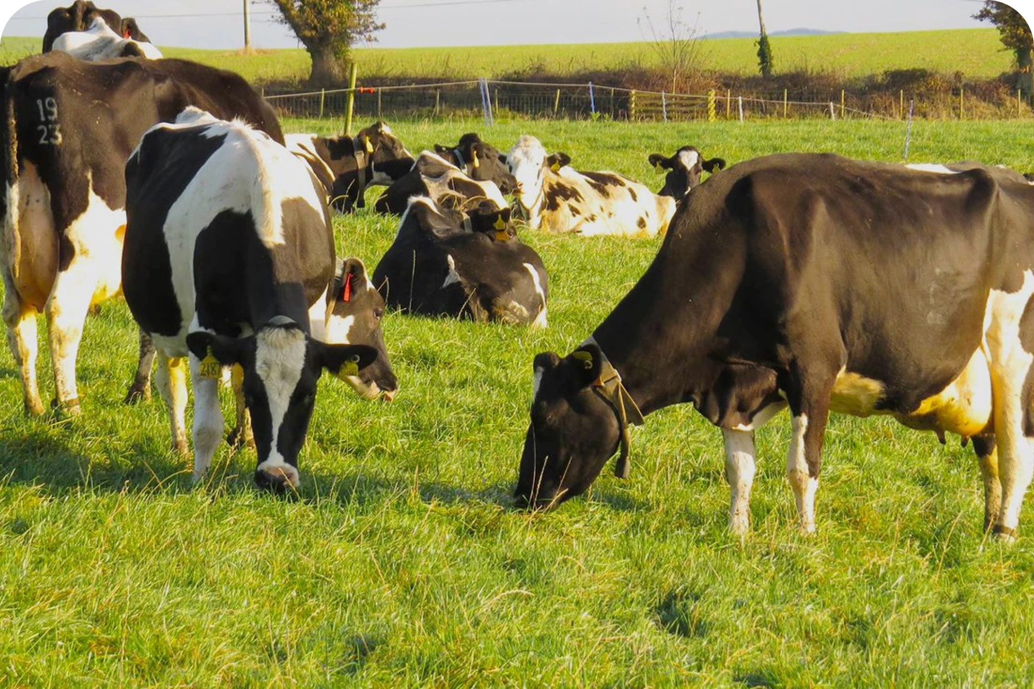 Herd management