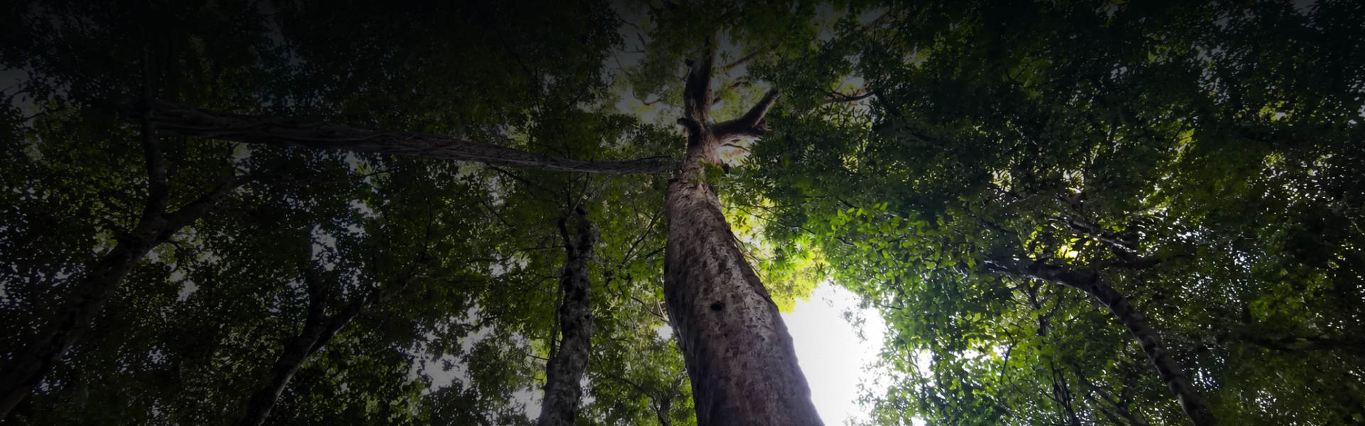 Climate Friendly’s focus on driving decarbonisation at scale