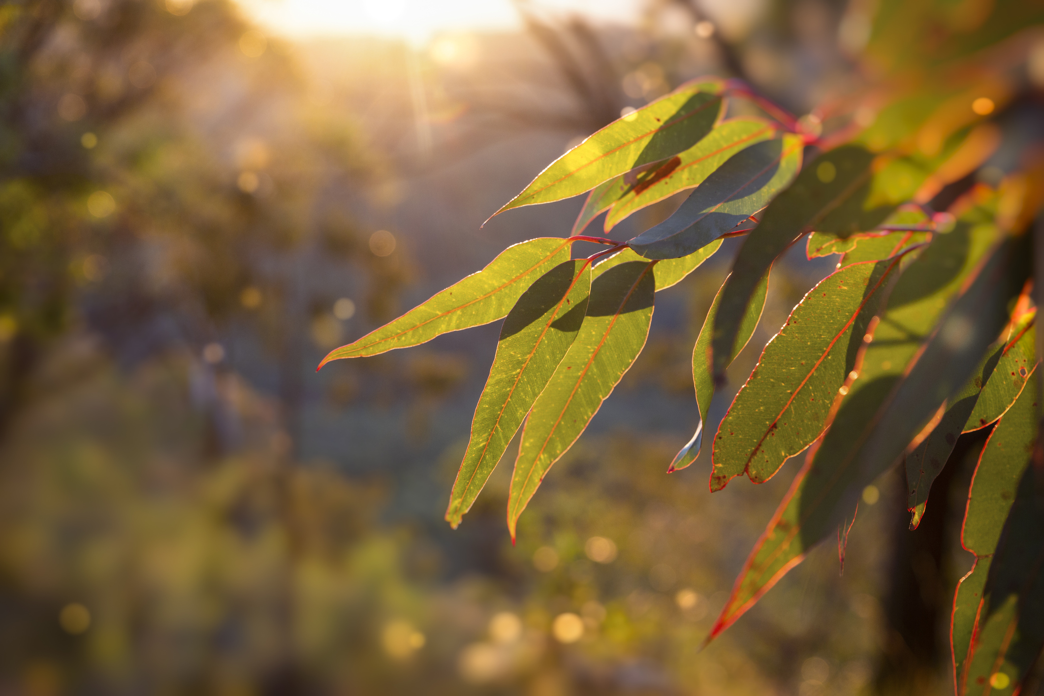 Australian carbon credits are sound – now let’s focus on scaling up nature positive climate action